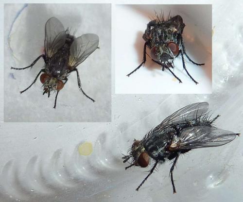 Réf. 192 395 : Voria ruralis